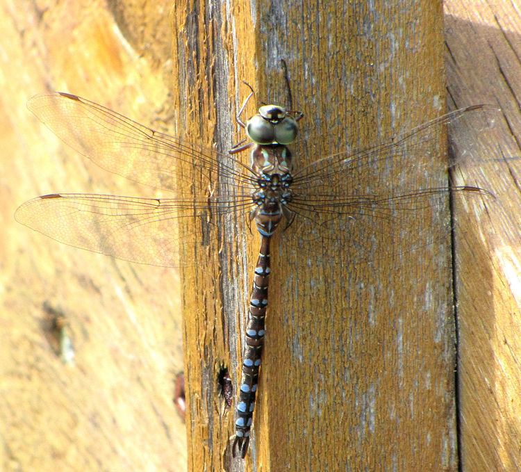 List of Canadian dragonflies