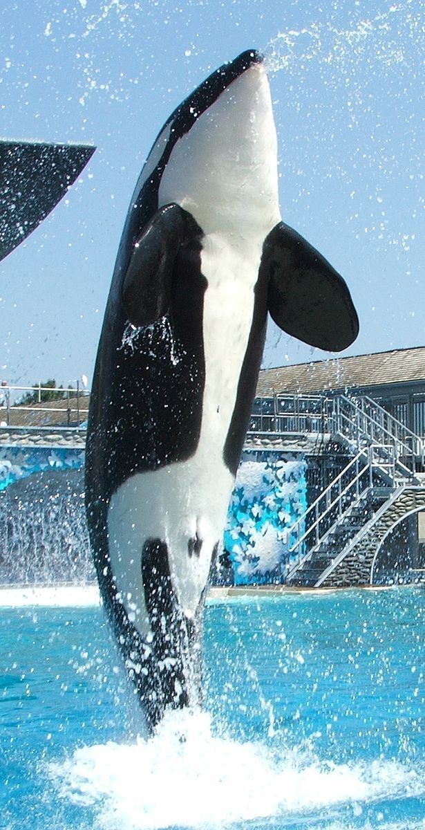 List of captive orcas