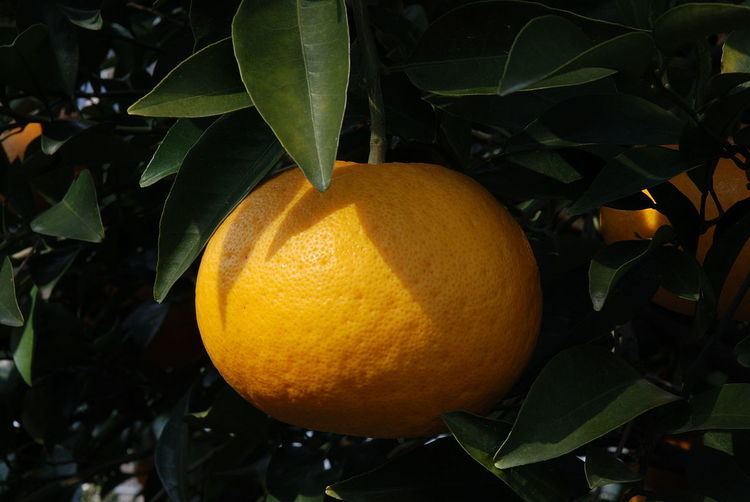 List of citrus fruits