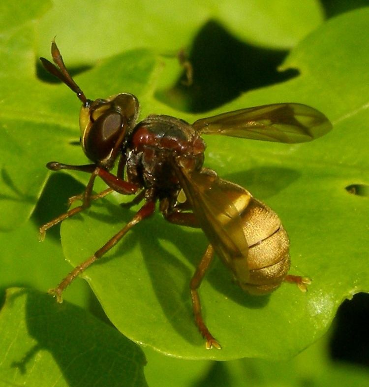 List of conopid fly species of Great Britain