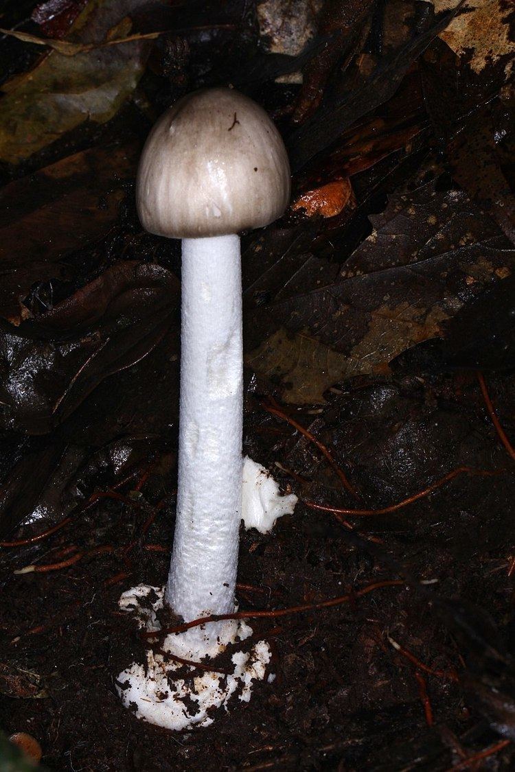 List of deadly fungus species
