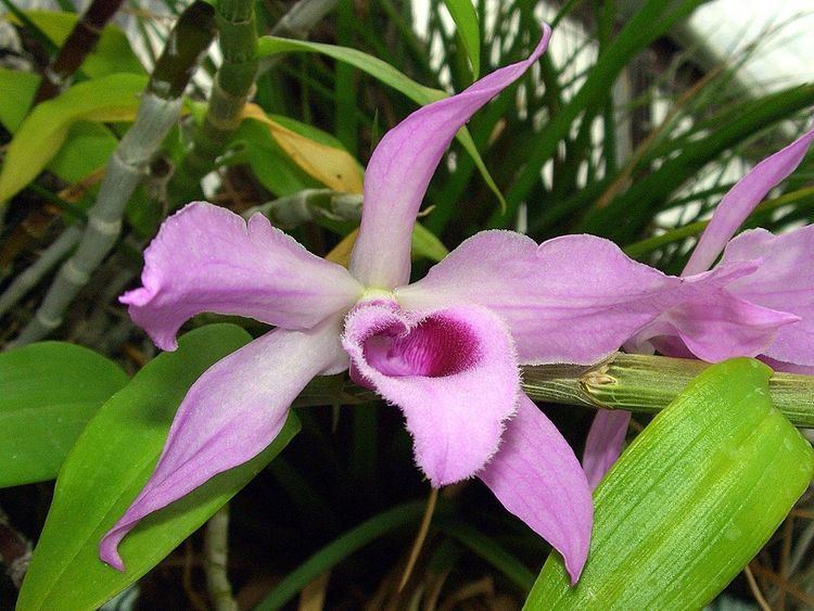 List of Dendrobium species