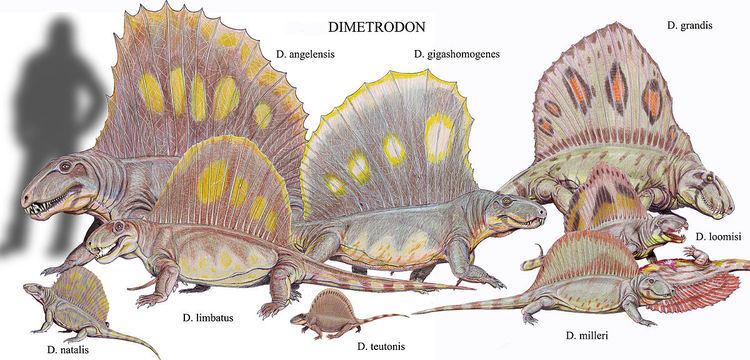 List of Dimetrodon species