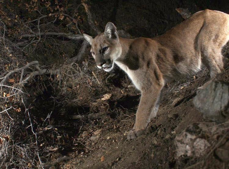 List of fatal cougar attacks in North America