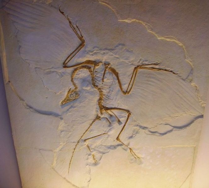List of fossil bird genera