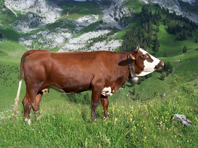 List of French cattle breeds