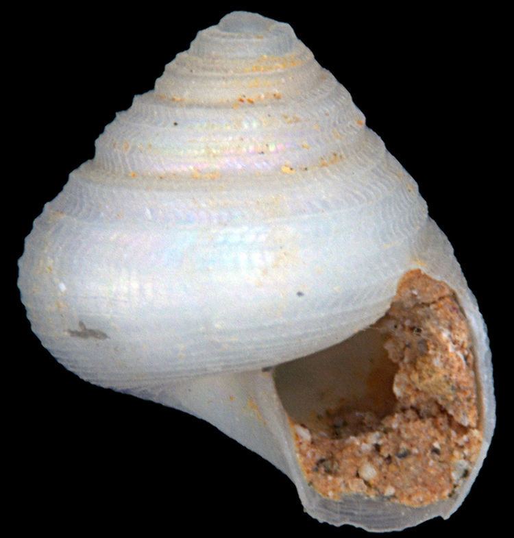 List of gastropods described in 2014
