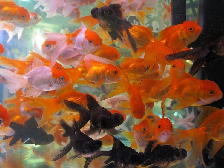 List of goldfish varieties