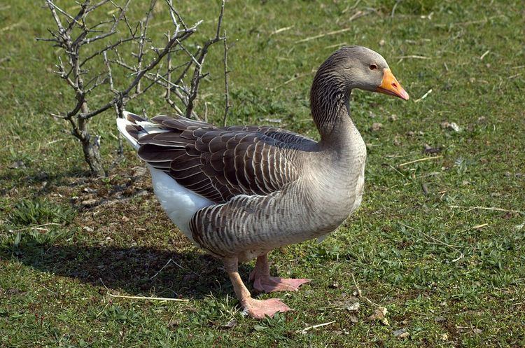 List of goose breeds