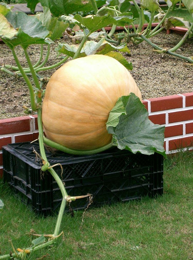 List of gourds and squashes