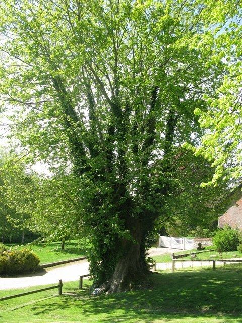 List of Great British Trees