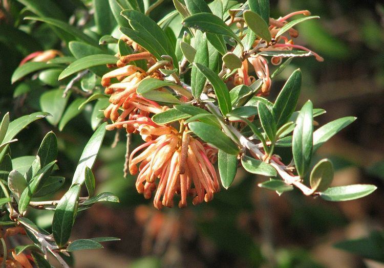 List of Grevillea cultivars