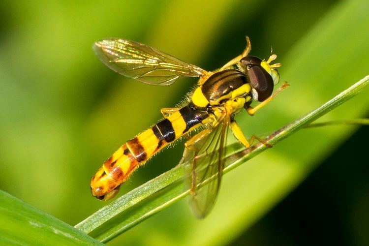 List of hoverfly species of Great Britain