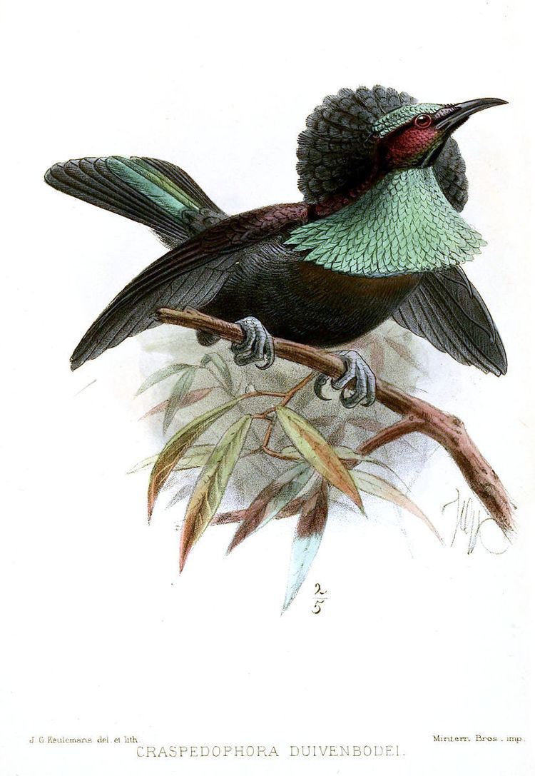 List of hybrid birds-of-paradise