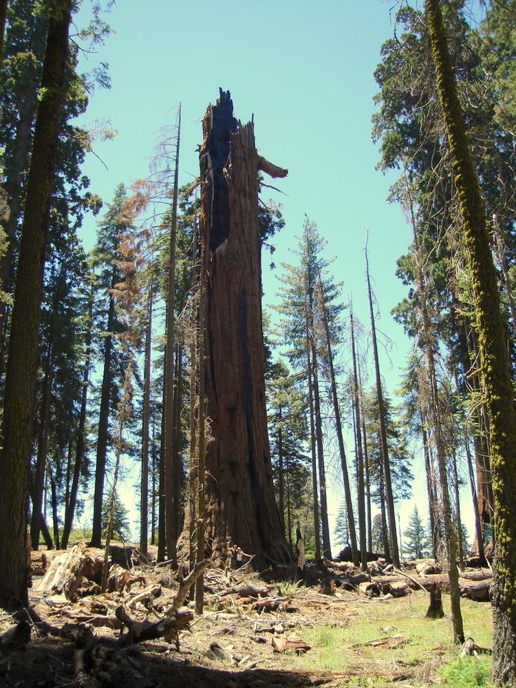 List of largest giant sequoias