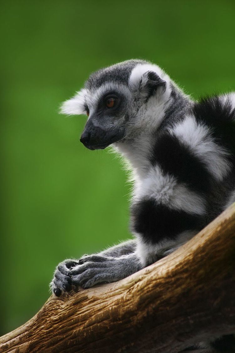 List of lemur species