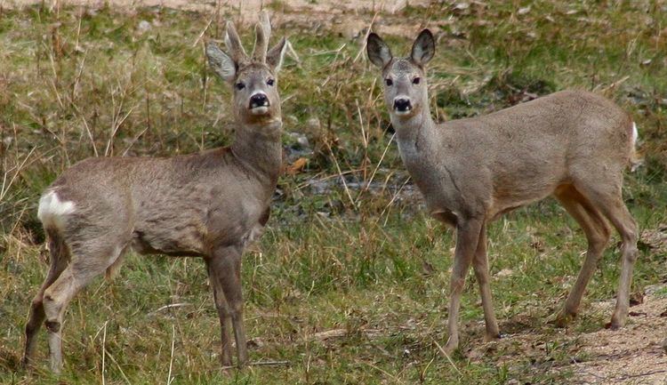 List of mammals of Andorra