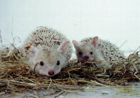 List of mammals of Cyprus