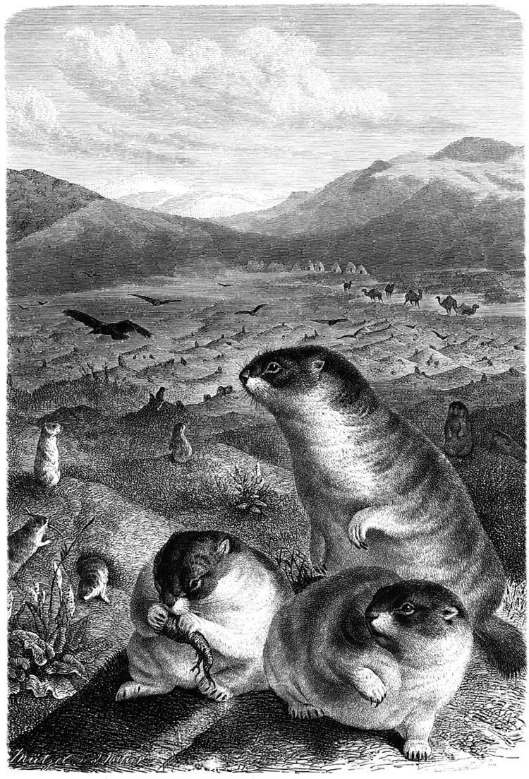List of mammals of Kazakhstan