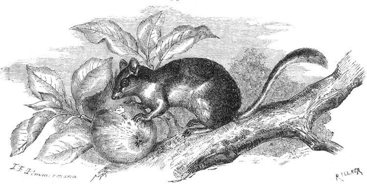 List of mammals of Latvia