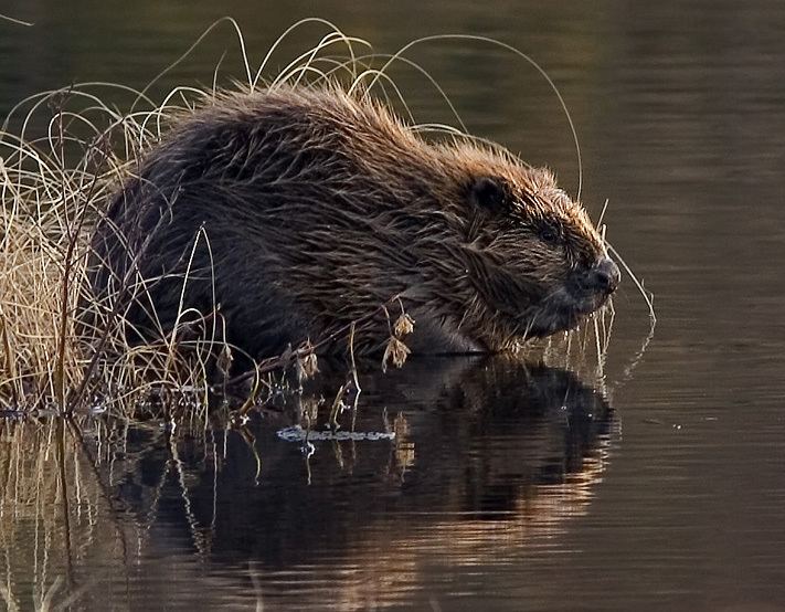 List of mammals of Lithuania