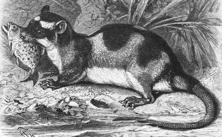 List of mammals of Mexico