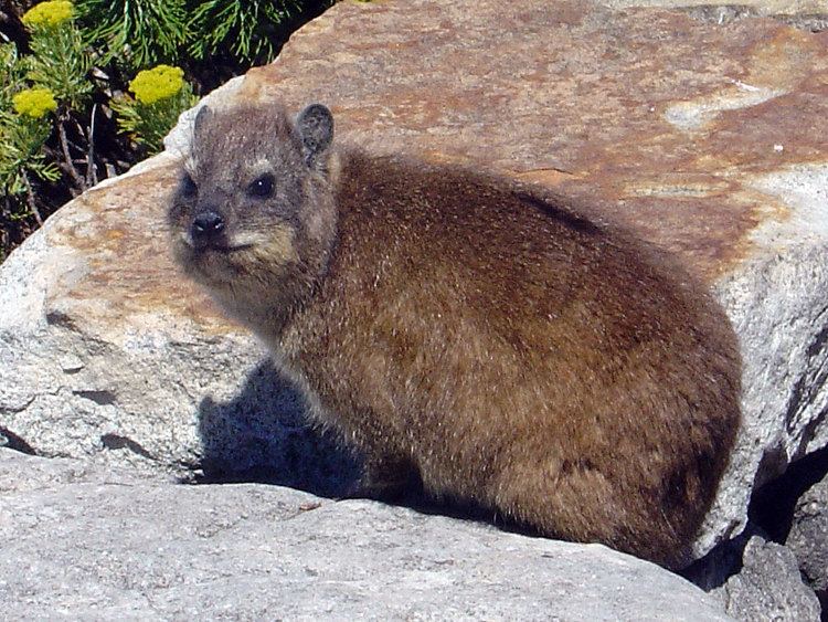 List of mammals of Oman