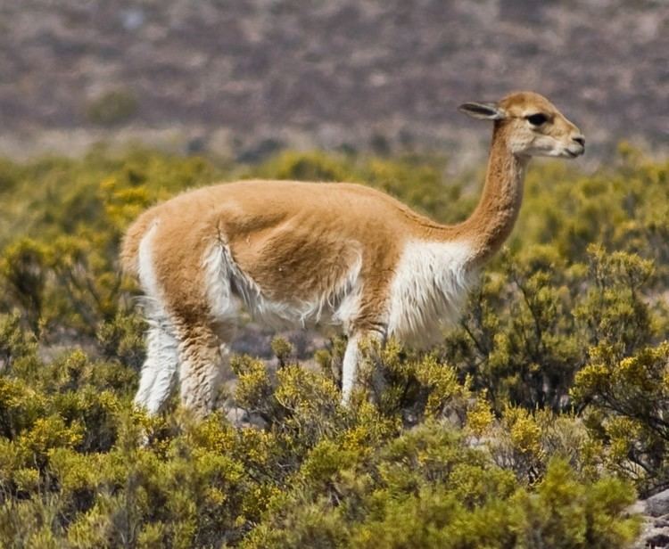 List of mammals of Peru