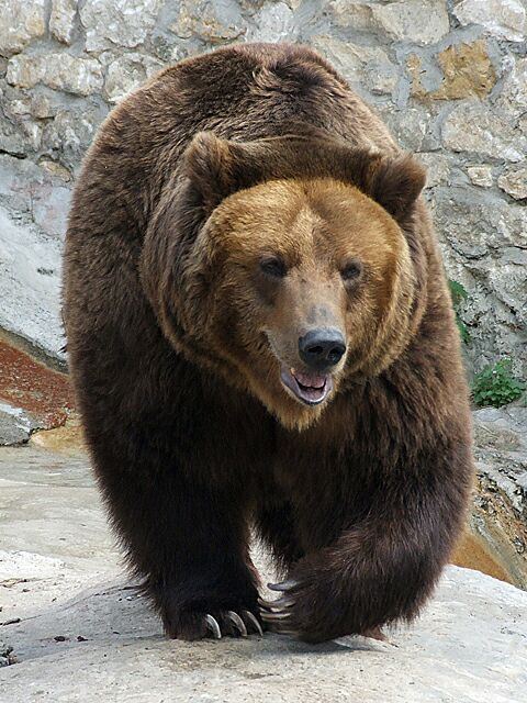 List of mammals of Russia