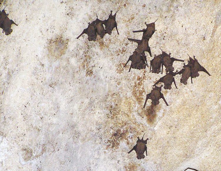 List of mammals of Saint Lucia