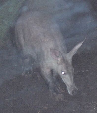 List of mammals of Senegal