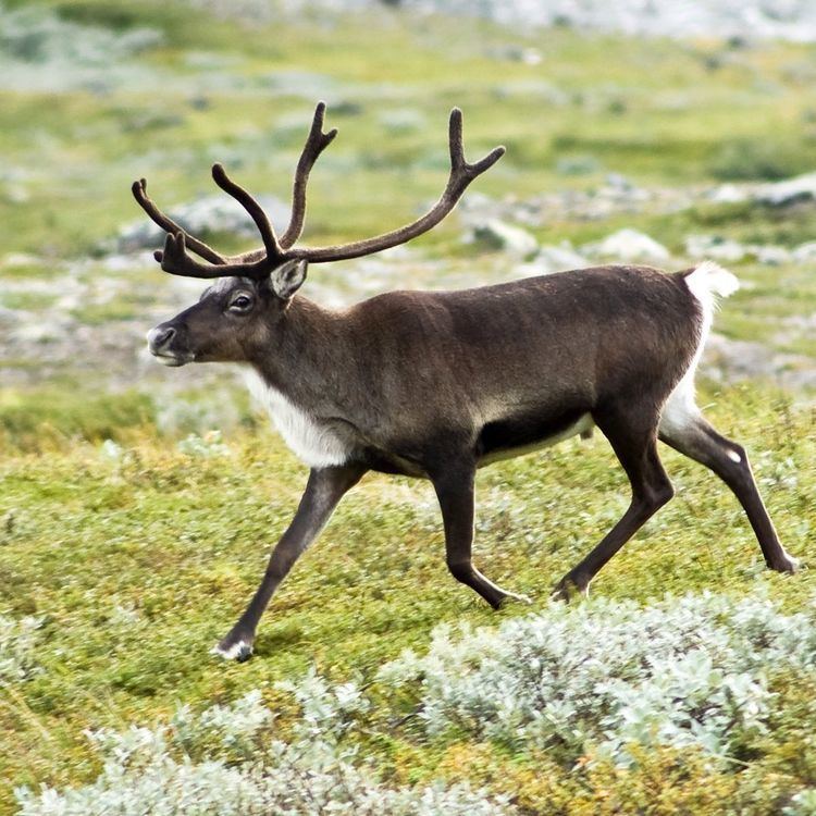 List of mammals of Sweden