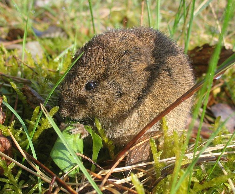 List of mammals of Switzerland