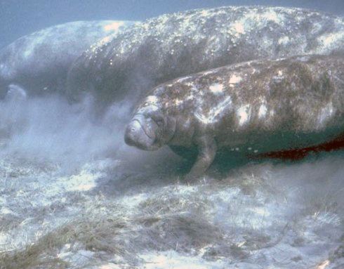 List of mammals of the Bahamas