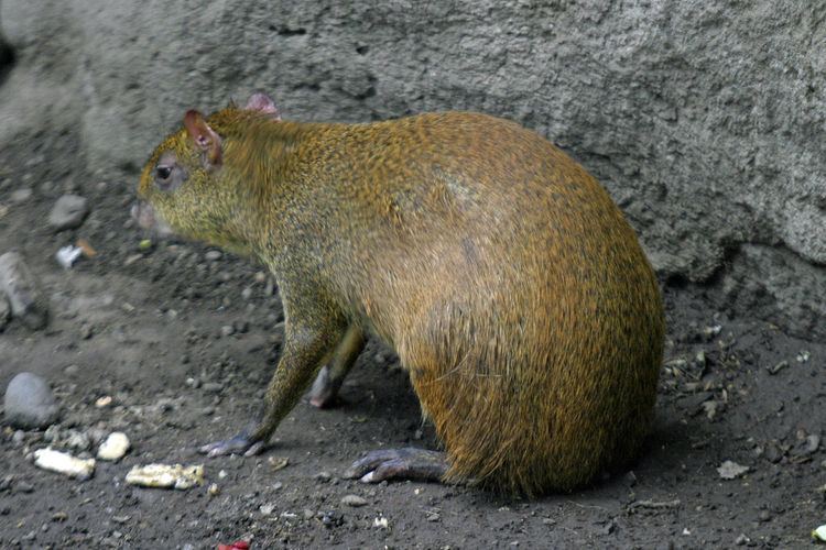 List of mammals of the Cayman Islands