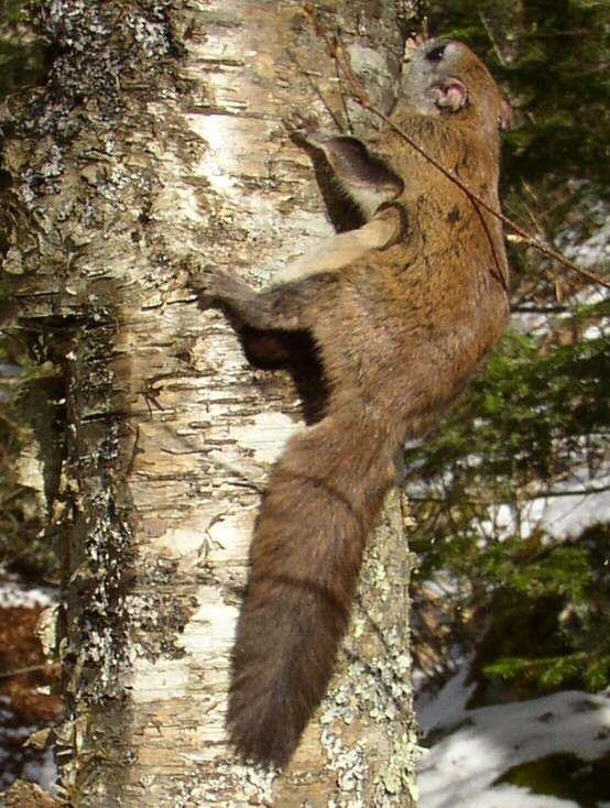 List of mammals of West Virginia