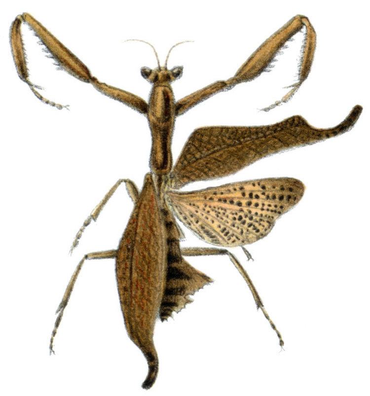 List of mantis genera and species