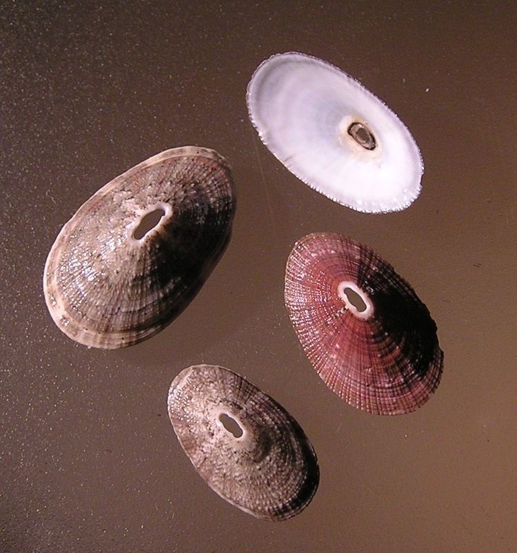 List of marine gastropods of South Africa
