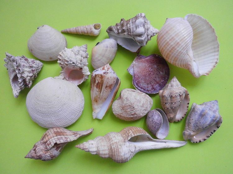 List of marine molluscs of Venezuela