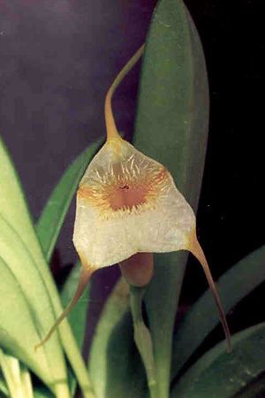 List of Masdevallia species