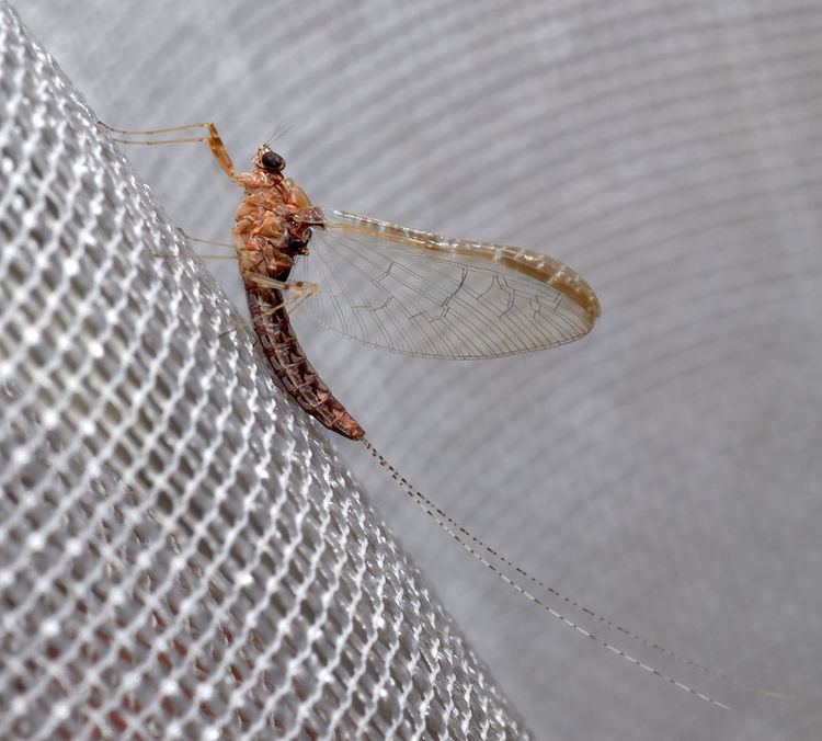 List of mayflies of the British Isles