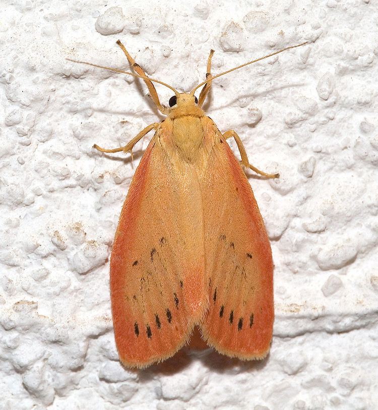 List of moths of Great Britain (Arctiidae)