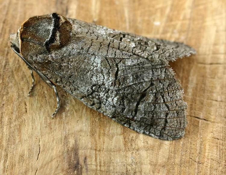 List of moths of Great Britain (Cossidae)
