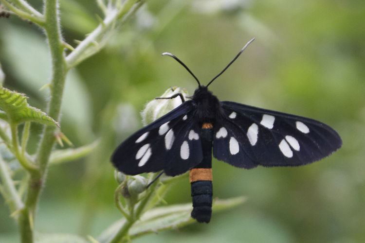List of moths of Great Britain (Ctenuchidae)
