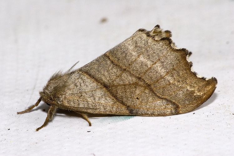 List of moths of Great Britain (Drepanidae)