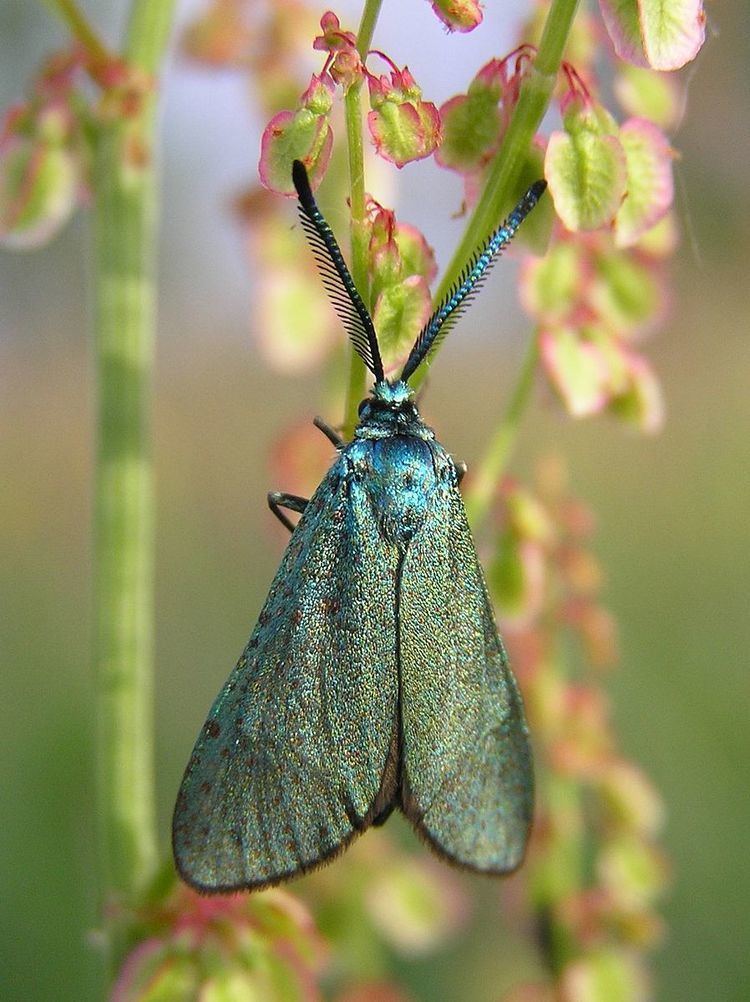 List of moths of Great Britain (Zygaenidae)