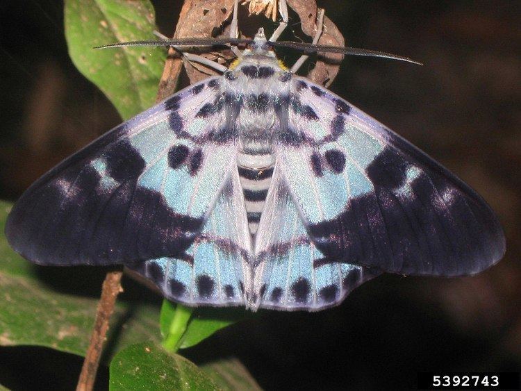 List of moths of India