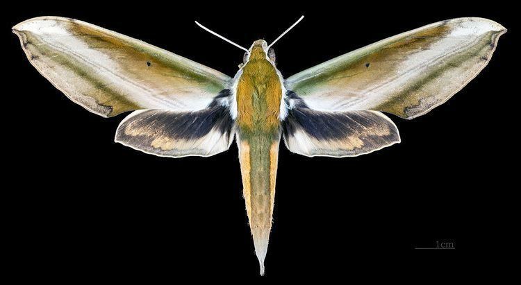 List of moths of India (Sphingidae)