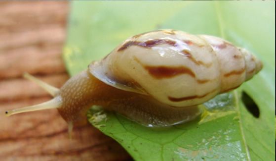 List of non-marine molluscs of Ecuador