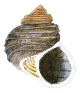 List of non-marine molluscs of Mauritius